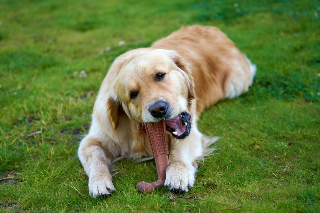 Dog enthusiastically chewing on a toy