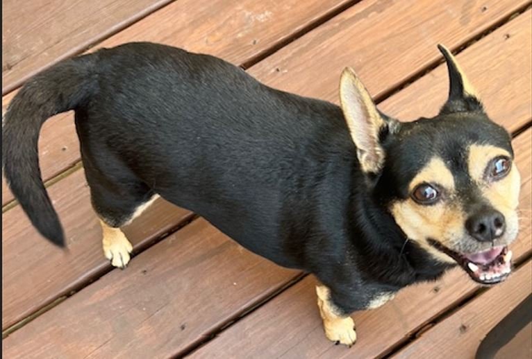 Bentley the Chihuahua