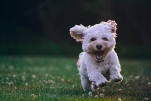 Dog with expressive face showing alert and curious body language