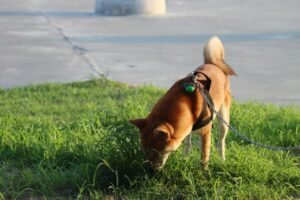 Dog sniffing grass during an outdoor walk