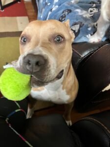 Glo a rescued Pit Bull and family dog