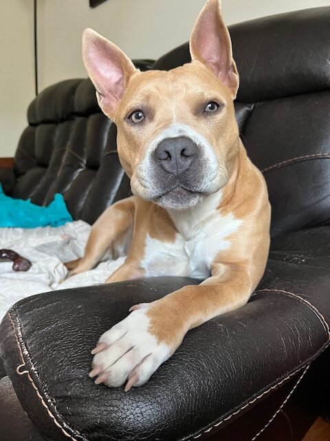 Glo the Pit Bull
