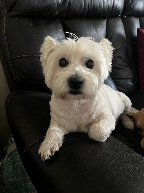 Kody the Westie