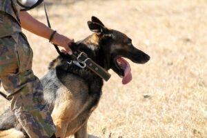 Military working dog with handler during training