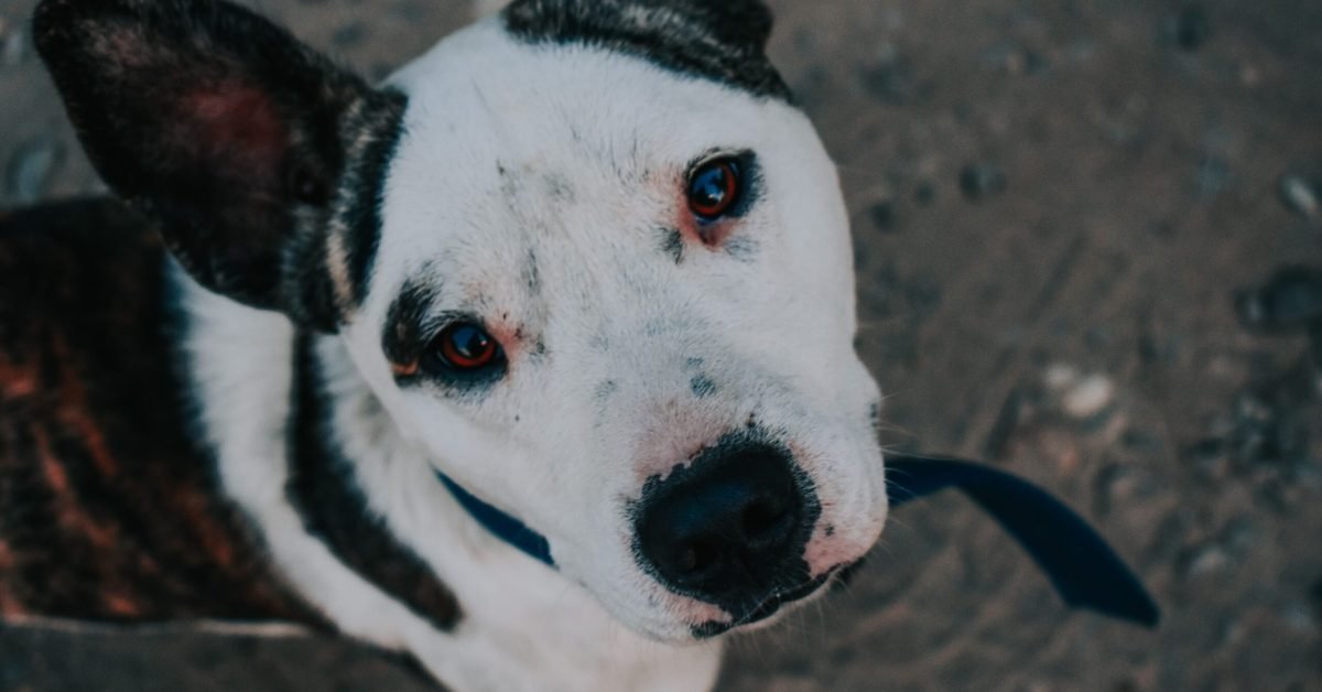 15_facinating_facts_about_dogs