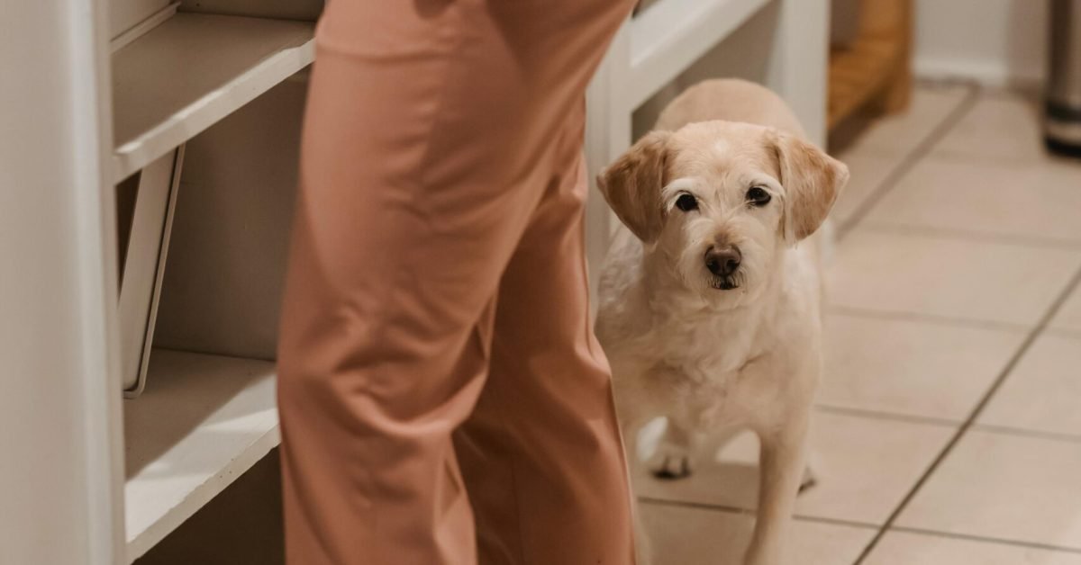 Dog Following Owner to the Kirchen