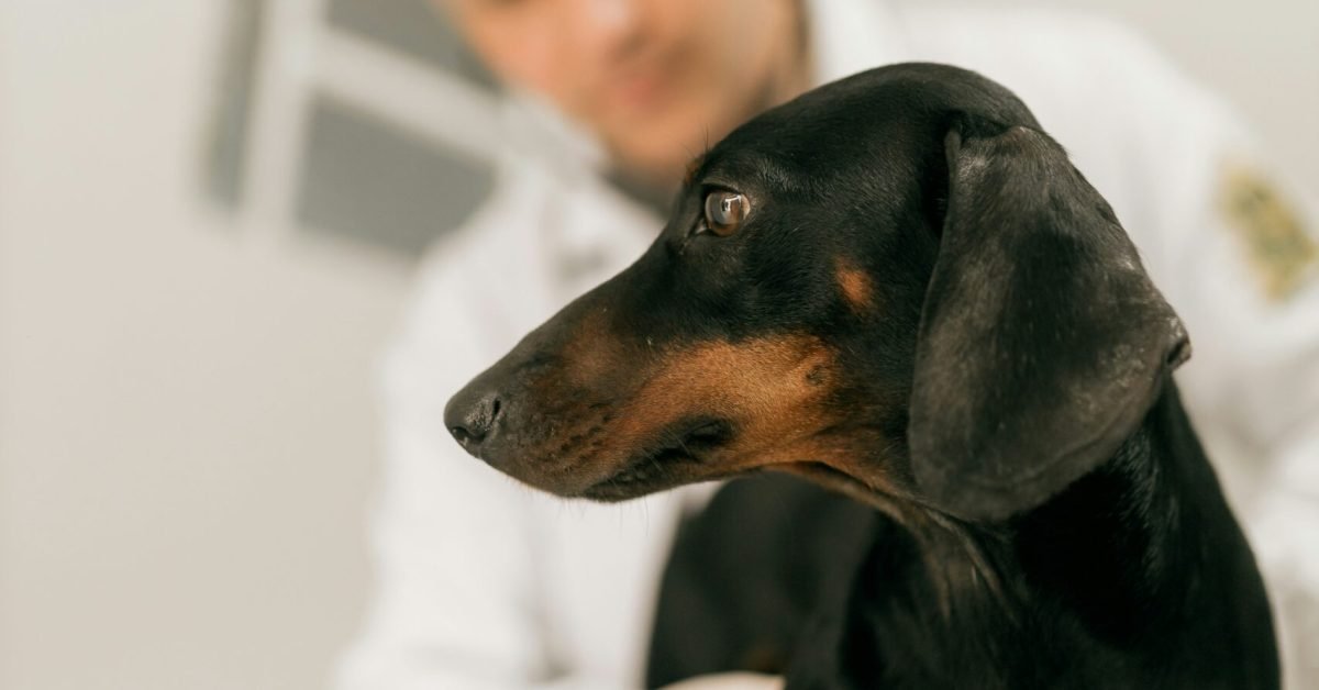 Dog being examined by a veterinarian at a clinic