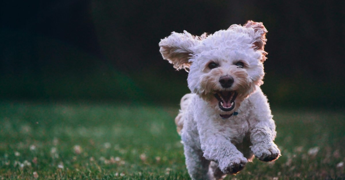 Dog with expressive face showing alert and curious body language