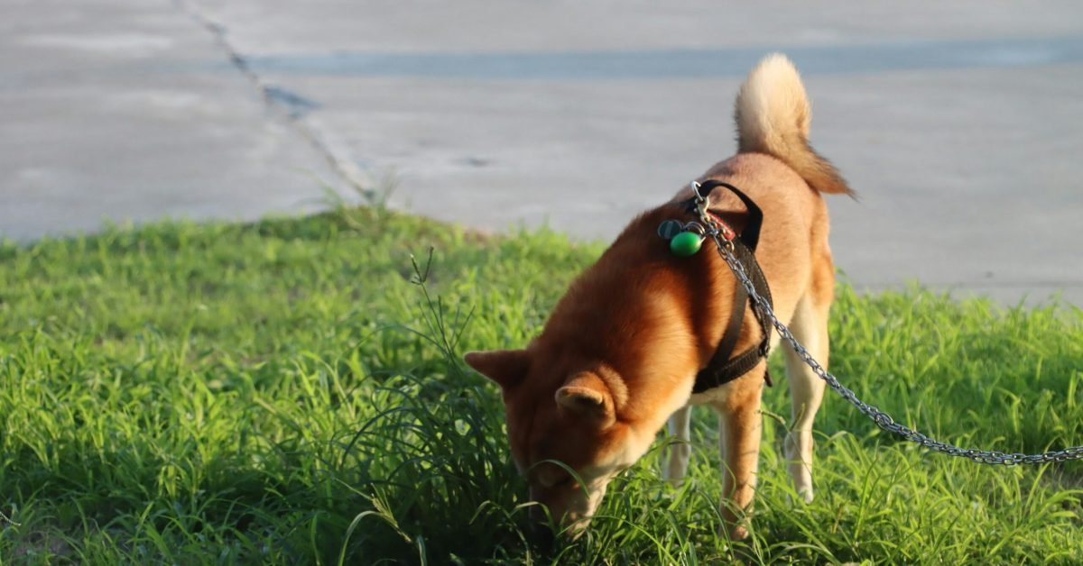Dog sniffing grass during an outdoor walk