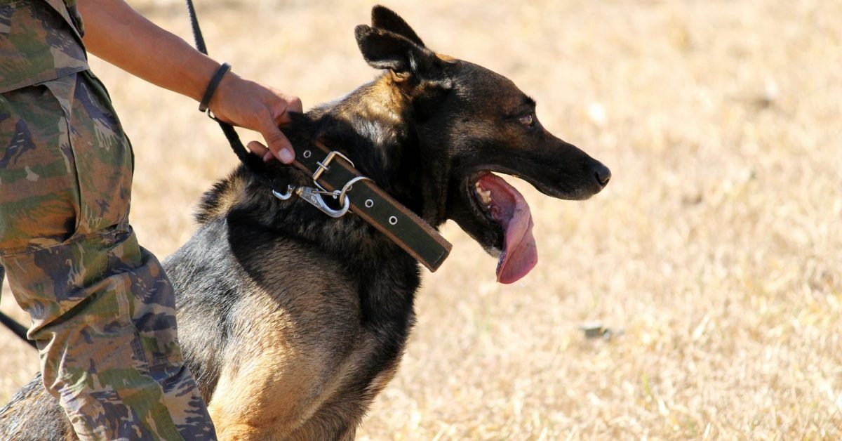 Military working dog with handler during training