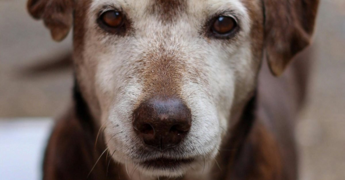 Senior dog with gray muzzle resting peacefully