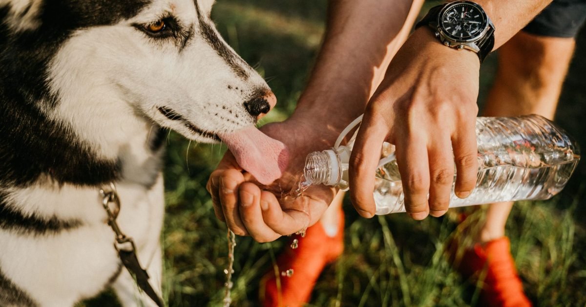 Summer_safety_for_your_dog