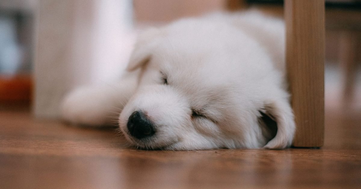 what_does_your_dogs_sleeping_position_say